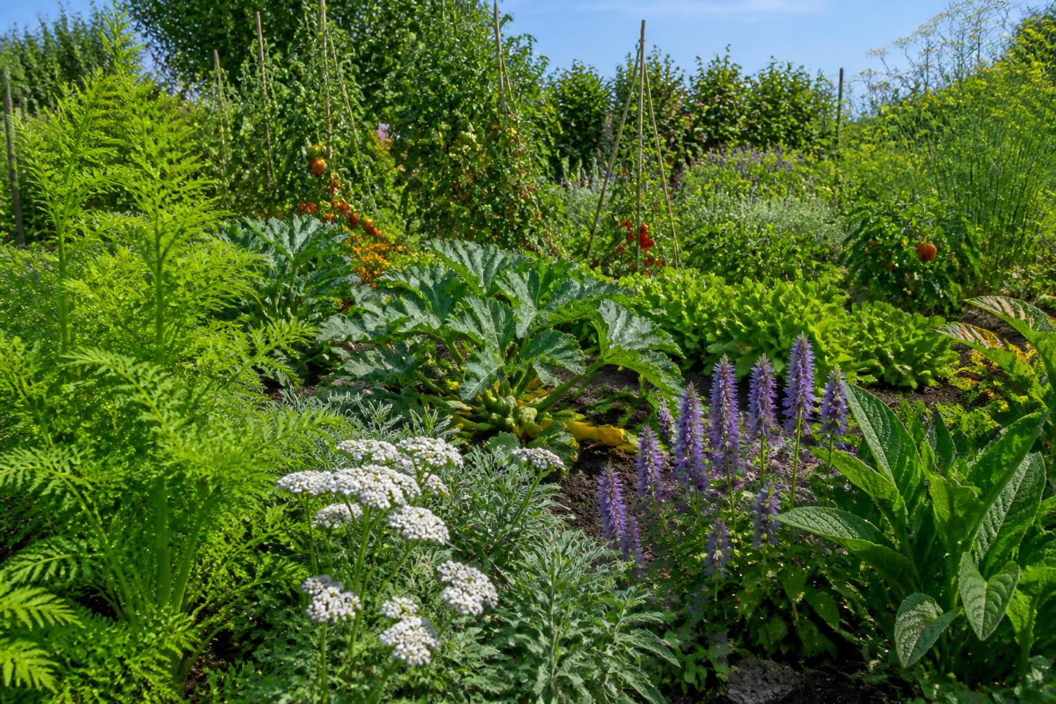 découvrez les plantes rares qui protègent naturellement votre potager contre les parasites et maladies, tout en favorisant une culture saine et écologique.